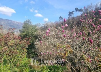 Foto 42 - Villa via Carignoni, Camaiore - foto 42