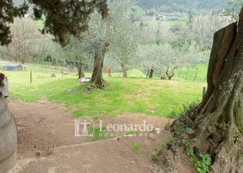 Foto 20 - Agricultural land Via di rigoli Pontemazzori, Camaiore - photo 19