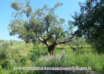 Foto 43 - Villa Appignano del Tronto - foto 43