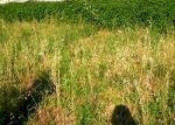 Foto 2 - Terreno edificabile CERVARO, VIA VALLE, Cervaro - foto 2