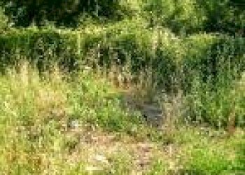 Foto 10 - Terreno edificabile CERVARO, VIA VALLE, Cervaro - foto 10