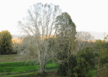 Foto 60 - Rustic Lucca - photo 60