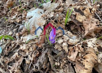 Foto 75 - Casa semi indipendente Borgo a Mozzano - foto 75