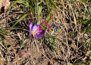 Foto 50 - Rustico Fabbriche di Vergemoli - foto 50