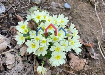 Foto 2 - Rustico sn, Fabbriche di Vergemoli - foto 2