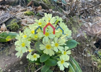 Foto 32 - Rustico sn, Fabbriche di Vergemoli - foto 32