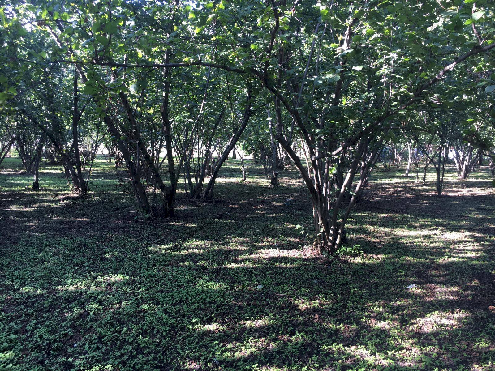 Foto 2 - Rustico via lucci
 
1, Ottaviano - foto 2