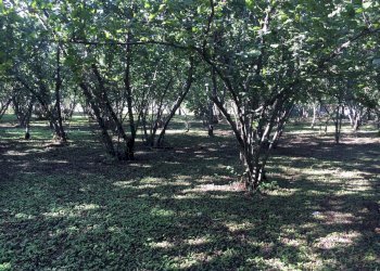 Foto 2 - Rustico via lucci
 
1, Ottaviano - foto 2