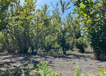 Foto 4 - Agricultural land Poggiomarino - photo 4