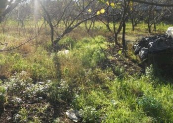 Foto 3 - Terreno agricolo via ripuaria, Qualiano - foto 3