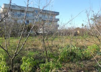 Foto 5 - Terreno agricolo via ripuaria, Qualiano - foto 5