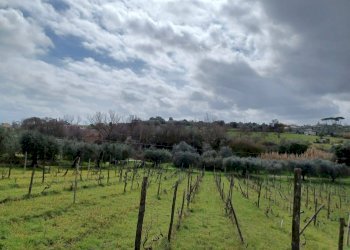 Foto 2 - Terreno agricolo SANTA MARIA IN FORNAROLA, Roma - foto 2