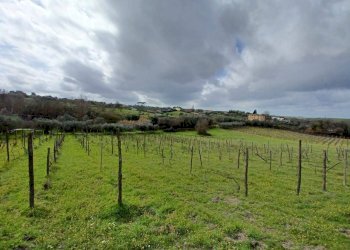 Foto 3 - Terreno agricolo SANTA MARIA IN FORNAROLA, Roma - foto 3
