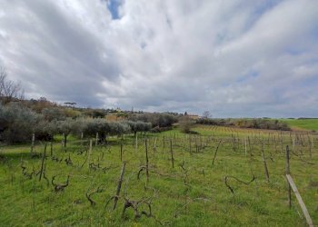 Foto 4 - Terreno agricolo SANTA MARIA IN FORNAROLA, Roma - foto 4