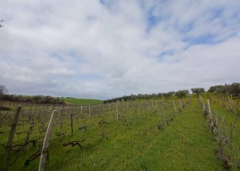 Foto 7 - Terreno agricolo SANTA MARIA IN FORNAROLA, Roma - foto 7