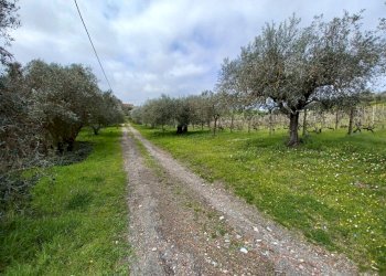 Foto 8 - Terreno agricolo SANTA MARIA IN FORNAROLA, Roma - foto 8