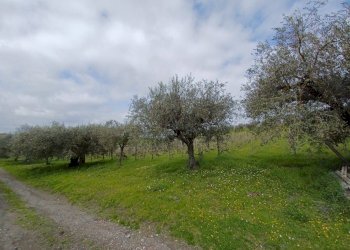 Foto 9 - Terreno agricolo SANTA MARIA IN FORNAROLA, Roma - foto 9