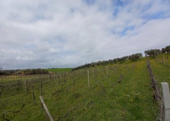 Foto 10 - Terreno agricolo SANTA MARIA IN FORNAROLA, Roma - foto 10