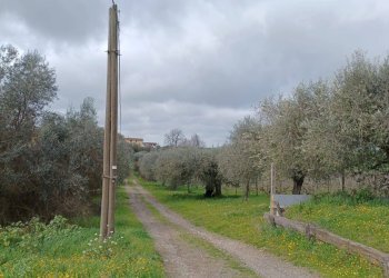 Foto 11 - Terreno agricolo SANTA MARIA IN FORNAROLA, Roma - foto 11