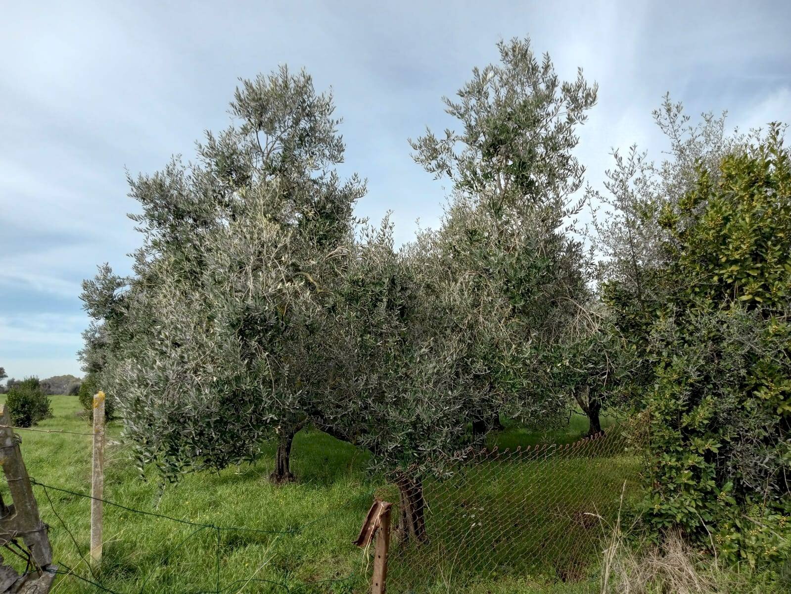 Foto 2 - Terreno agricolo VIA PIETRALCINA, Roma - foto 2