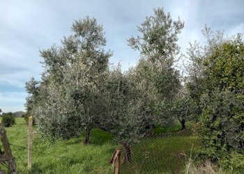 Foto 2 - Terreno agricolo VIA PIETRALCINA, Roma - foto 2