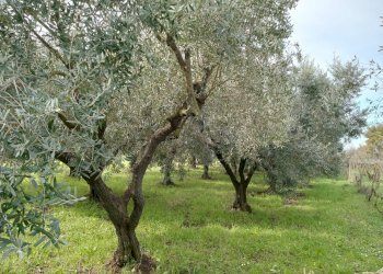 Foto 5 - Terreno agricolo VIA PIETRALCINA, Roma - foto 5