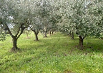 Foto 6 - Terreno agricolo VIA PIETRALCINA, Roma - foto 6