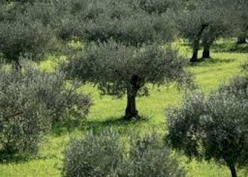 Foto 3 - Terreno agricolo Ripatransone - foto 3