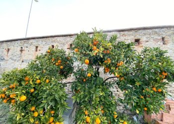 Foto 5 - Villa Contrada Marina Palmense
 
snc, Fermo - foto 5