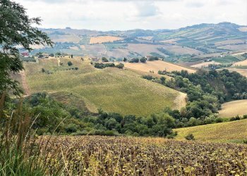 Foto 1 - Terreno agricolo Carassai - foto 1