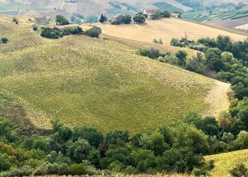 Foto 2 - Terreno agricolo Carassai - foto 2