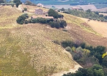 Foto 3 - Terreno agricolo Carassai - foto 3