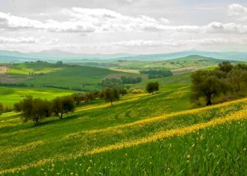 Foto 2 - Terreno agricolo Contrada San Giuseppe
snc, Monte San Pietrangeli - foto 2