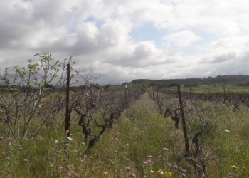 Foto 2 - Terreno agricolo Is Ammostus, Quartu Sant'Elena - foto 2