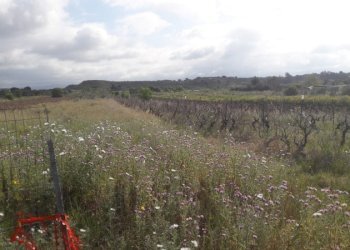 Foto 3 - Terreno agricolo Is Ammostus, Quartu Sant'Elena - foto 3