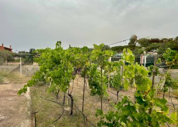 Foto 15 - Casa indipendente Via Lago di Bunnari, Quartu Sant'Elena - foto 15