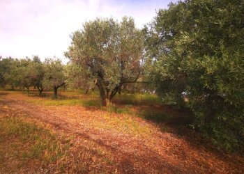 Foto 9 - Terreno agricolo località Sirigraxiu, Maracalagonis - foto 9