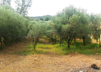 Foto 10 - Terreno agricolo località Sirigraxiu, Maracalagonis - foto 10