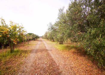 Foto 11 - Terreno agricolo località Sirigraxiu, Maracalagonis - foto 11