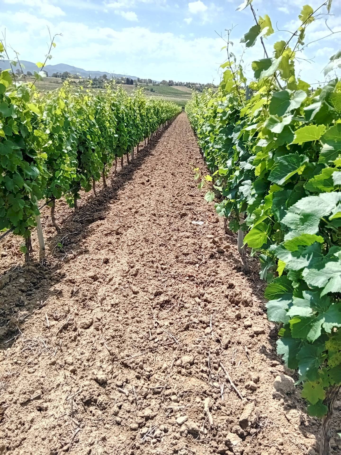 Foto 2 - Agricultural land Località Is Mitzas, Serdiana - photo 2