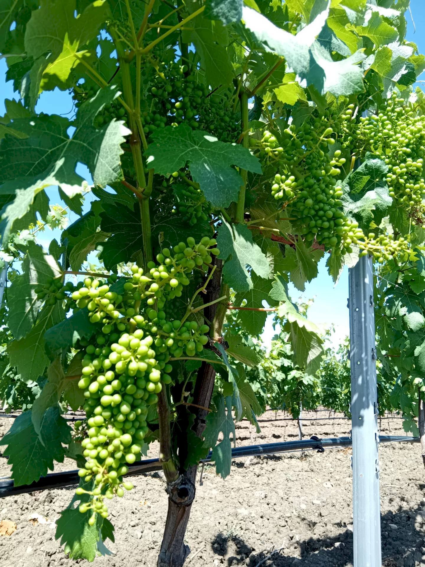 Foto 3 - Agricultural land Località Is Mitzas, Serdiana - photo 3