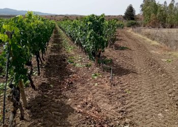 Foto 1 - Terreno agricolo Località Is Mitzas, Serdiana - foto 1