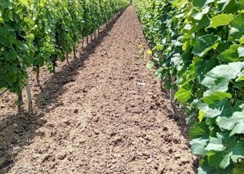 Foto 2 - Terreno agricolo Località Is Mitzas, Serdiana - foto 2