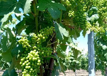 Foto 3 - Terreno agricolo Località Is Mitzas, Serdiana - foto 3