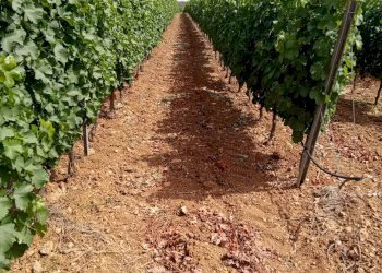 Foto 4 - Terreno agricolo Località Is Mitzas, Serdiana - foto 4