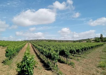 Foto 5 - Terreno agricolo Località Is Mitzas, Serdiana - foto 5