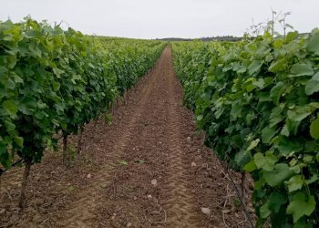 Foto 6 - Terreno agricolo Località Is Mitzas, Serdiana - foto 6