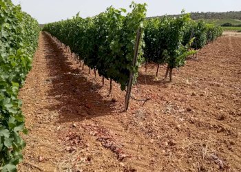 Foto 7 - Terreno agricolo Località Is Mitzas, Serdiana - foto 7