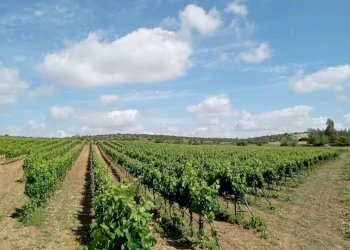 Foto 8 - Terreno agricolo Località Is Mitzas, Serdiana - foto 8