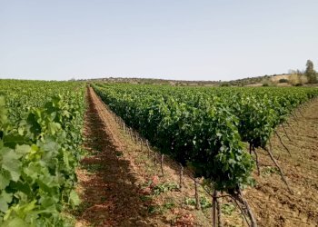 Foto 9 - Terreno agricolo Località Is Mitzas, Serdiana - foto 9